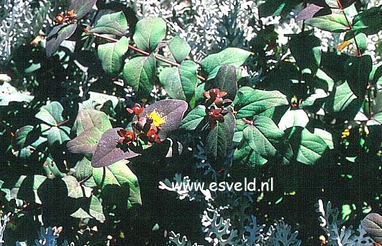 Hypericum androsaemum 'Albury Purple' (13350)