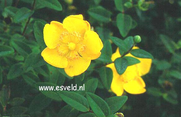 Hypericum dummeri 'Peter Dummer' (7127)
