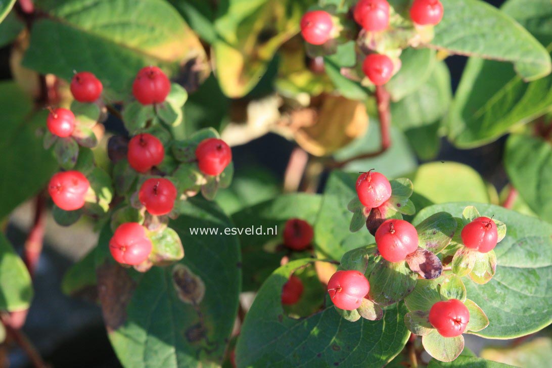 Hypericum inodorum 'Sweet Lion' (ELITE)