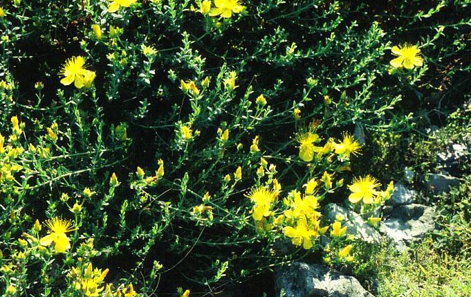 Hypericum polyphyllum (8779)