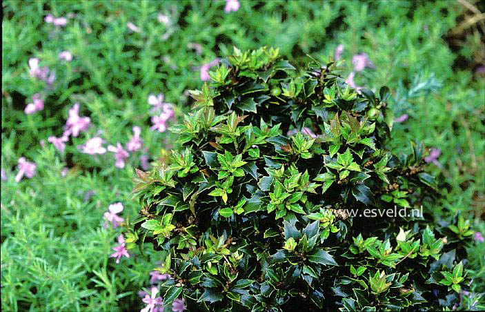 Ilex 'Rock Garden' (17560)