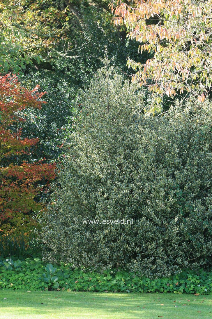 Ilex aquifolium 'Ferox Aurea' Ilex aquifolium 'Ferox Aurea'