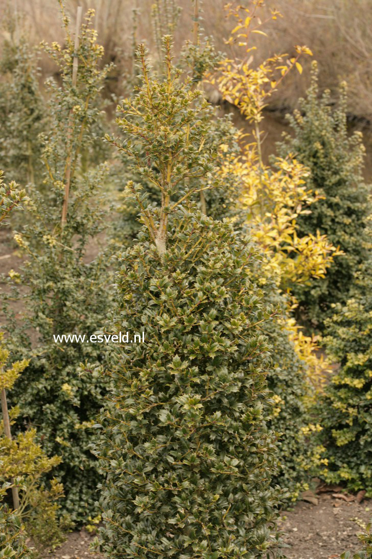 Ilex ciliospinosa x cornuta (37893)
