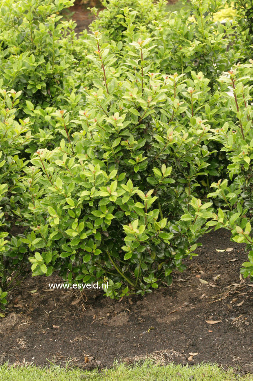 Ilex meserveae 'Heckenpracht' (43477)