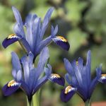 Iris reticulata 'Gordon'