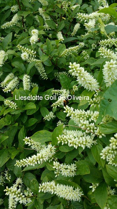 Itea virginica 'Sprich' (LITTLE HENRY) (71031)