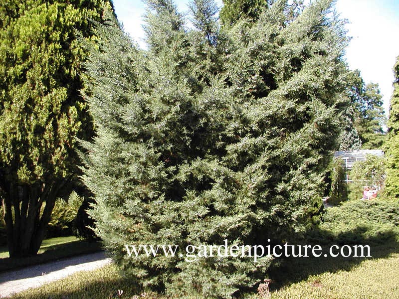 Juniperus virginiana 'Blue Mountain'