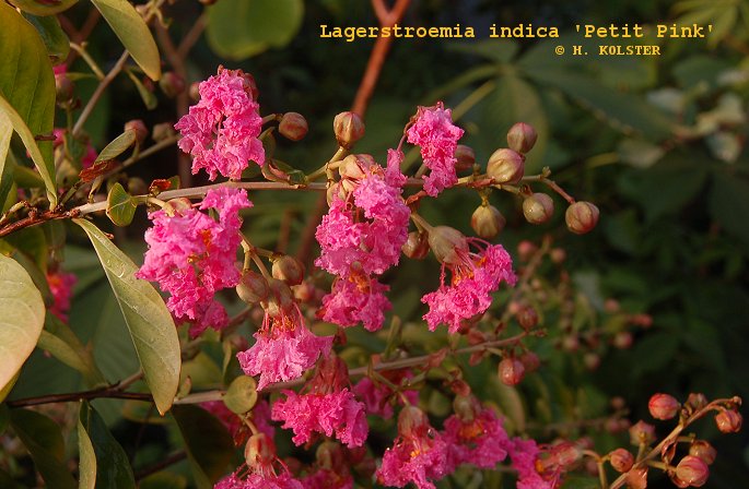 Lagerstroemia indica 'Petite Pink' Lagerstroemia indica 'Petite Pink'