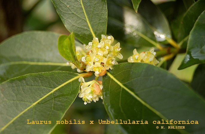Laurus nobilis x Umbellularia californica