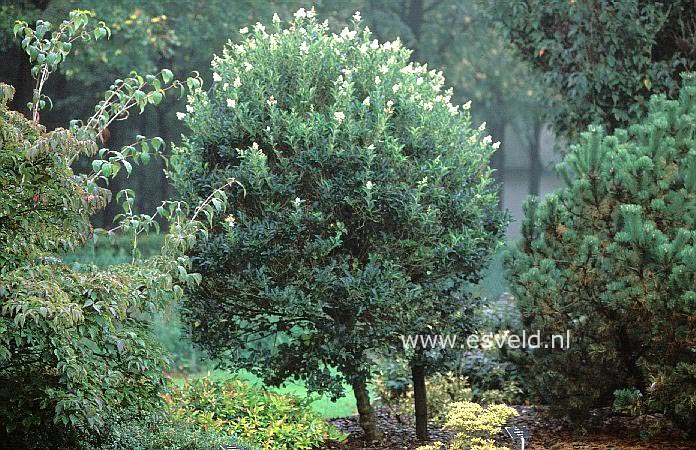 Ligustrum japonicum 'Korean Dwarf'