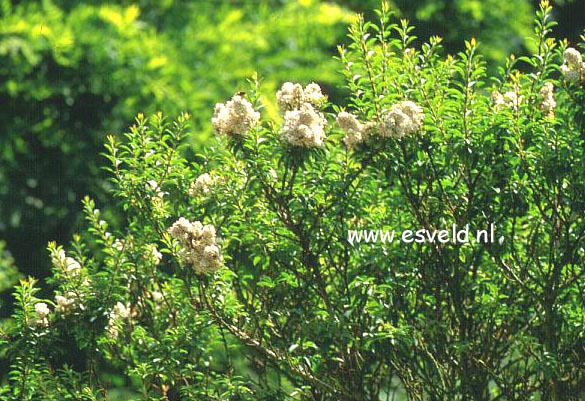 Ligustrum sinense 'Wimbei'