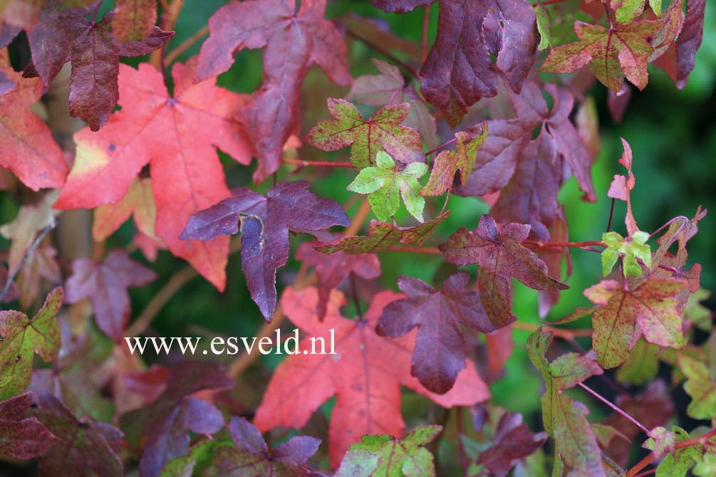 Liquidambar styraciflua 'Golden Sun' Liquidambar styraciflua 'Golden Sun'