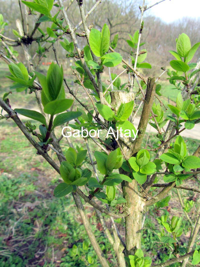 Lonicera maximowiczii