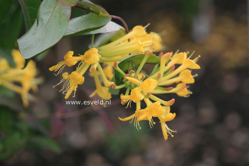 Lonicera tragophylla 'Yellow Spider'