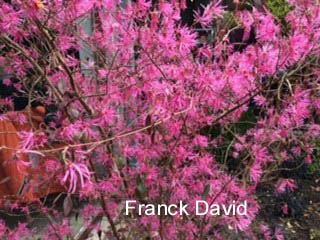 Loropetalum chinense 'Tang Dynasty' Loropetalum chinense 'Tang Dynasty'