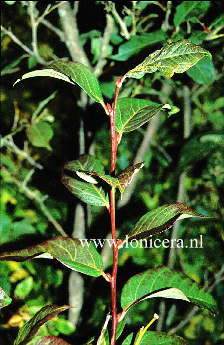 Lyonia ovalifolia Lyonia ovalifolia