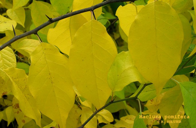 Maclura pomifera 'Pretty Woman' (79245)