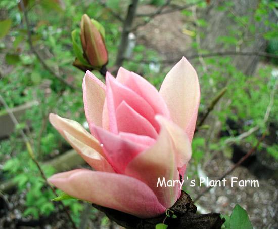 Magnolia 'Coral Lake' (98174)