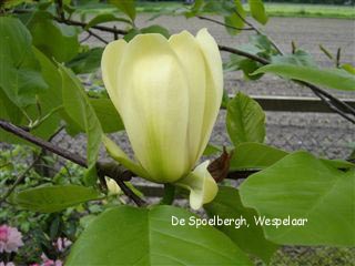 Magnolia 'Hot Flash' (98108)