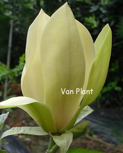 Magnolia 'Solar Flair' (98168)