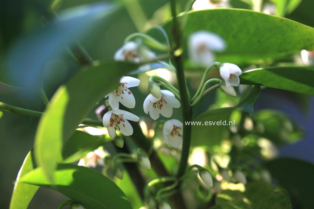 Magnolia compressa (30790)