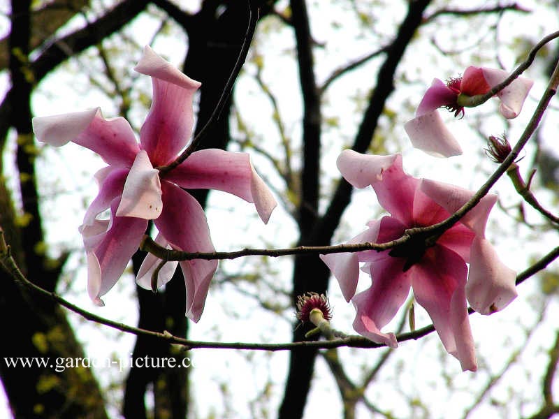 Magnolia sargentiana (68414)