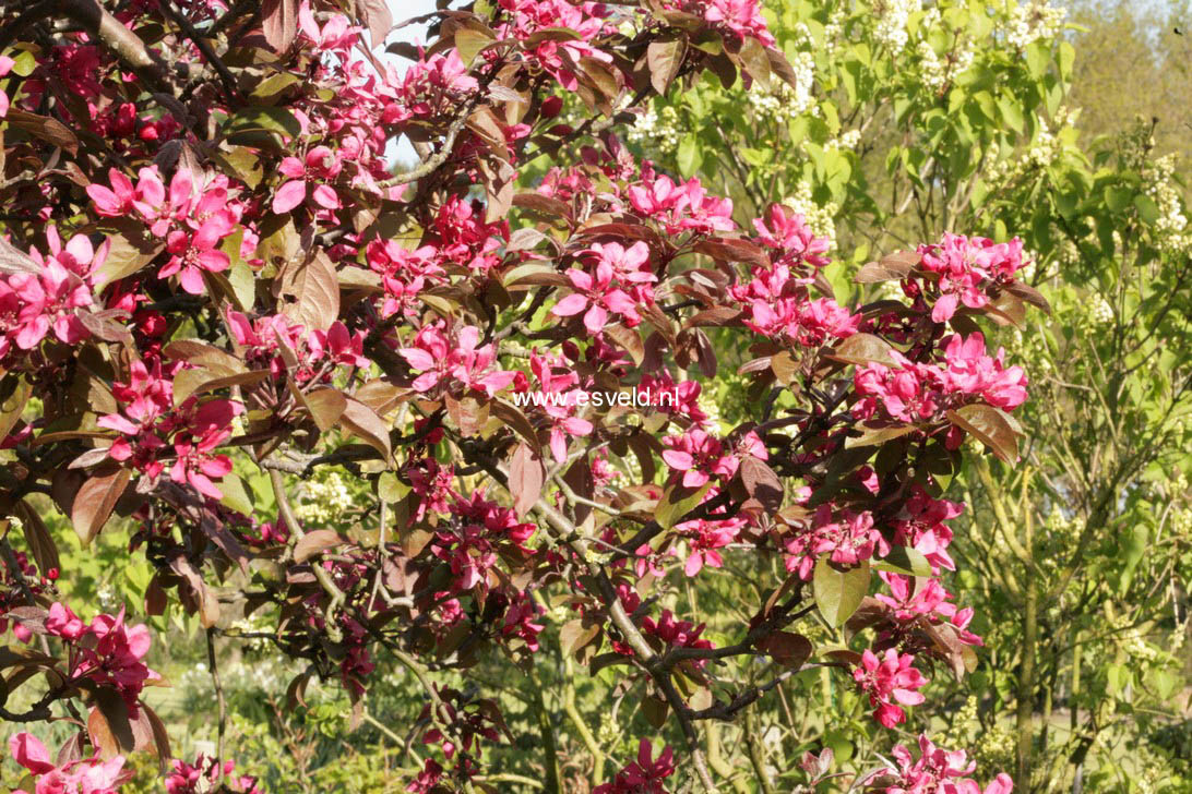 Malus 'Lemoinei' (89732)
