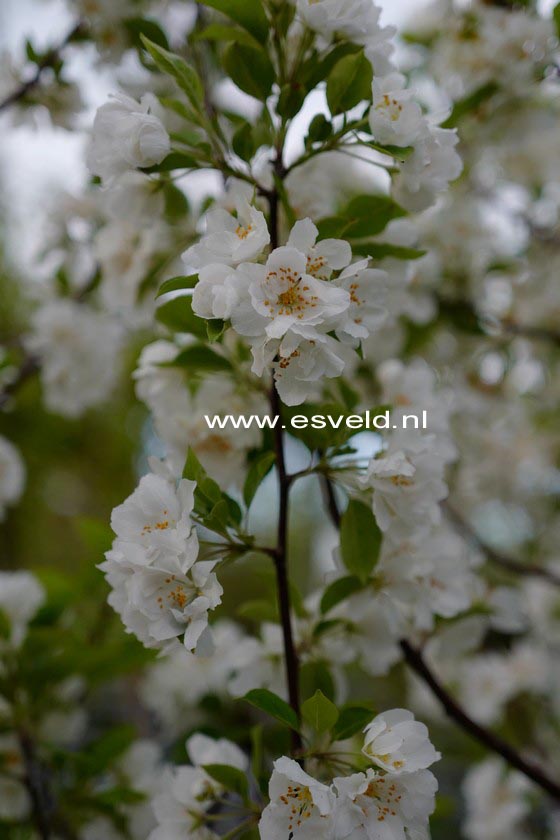 Malus 'Mazam' (MADONNA)