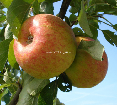 Malus domestica 'Benoni' (88302)