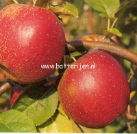 Malus domestica 'Bielaar' (88303)