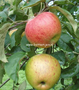 Malus domestica 'Bloemeezoet' (88304)