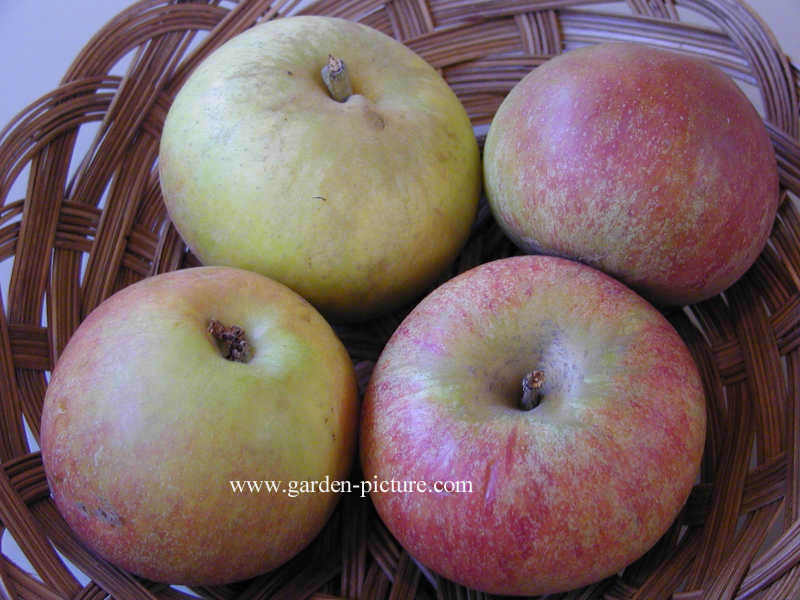 Malus domestica 'Cox's Orange Pippin' (65816)