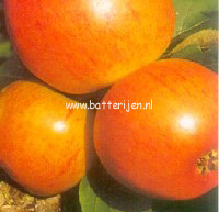 Malus domestica 'Ellison's Orange' (88320)