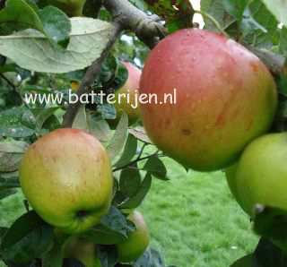 Malus domestica 'Franse Bellefleur' (88324)