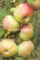 Malus domestica 'Horneburger Pfannkuchen' (88335)