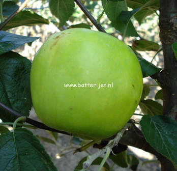 Malus domestica 'Lombarts Calville' (88349)