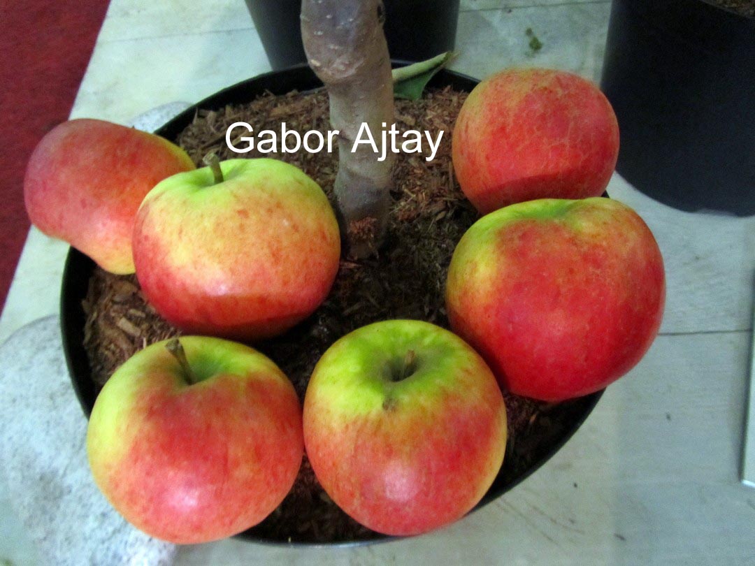 Malus domestica 'Topaz' (55842)