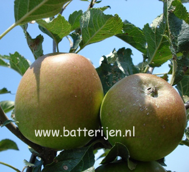 Malus domestica 'Winston' (88375)