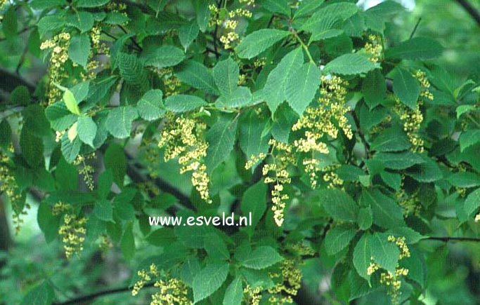 Meliosma flexuosa (4273)