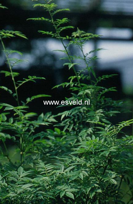 Millettia sinensis 'Ko fuji'