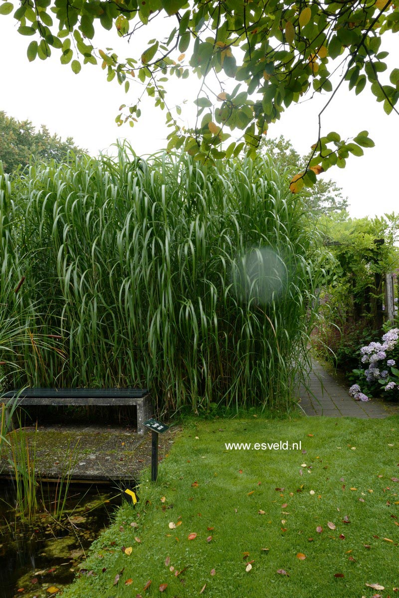 Miscanthus floridulus