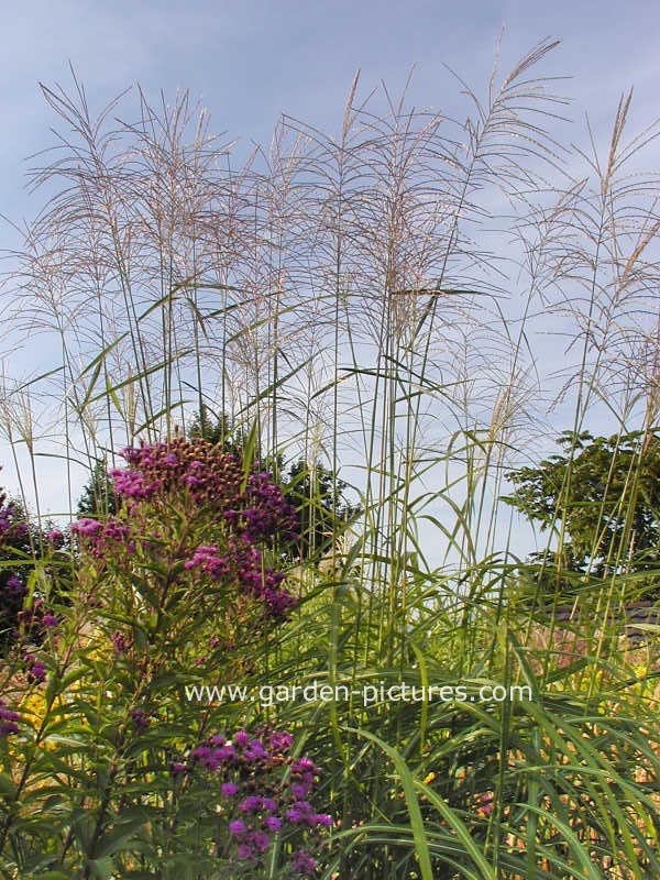 Miscanthus sinensis 'Silberturm'