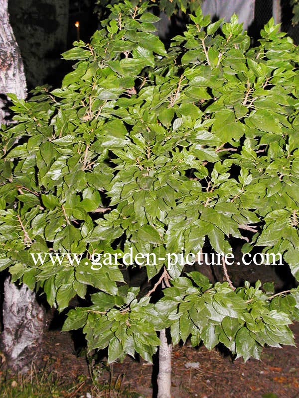 Morus alba 'Globosa' (68630)