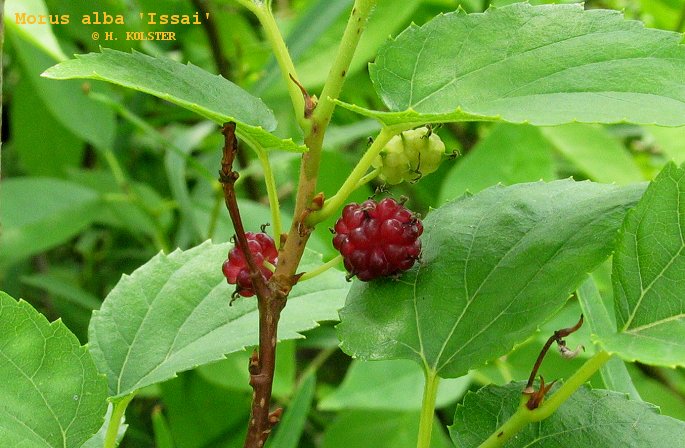 Morus alba 'Nana Issai' (79251)