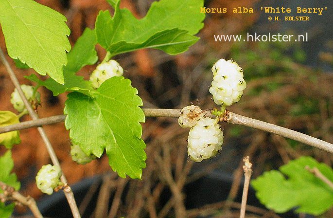 Morus alba 'White Berry' (88798)