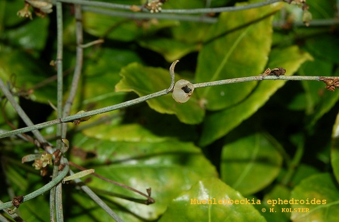 Muehlenbeckia ephedroides (79252)