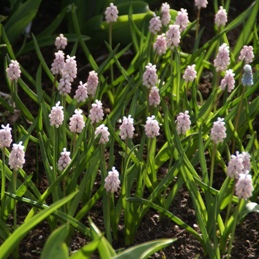 Muscari 'Pink Sunrise' (84851)