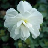 Narcissus 'Albus Plenus Odoratus' (84881)