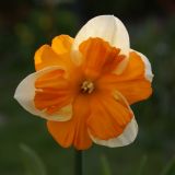 Narcissus 'Centannees'