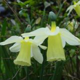 Narcissus 'Dutch Lemon Drops' (84879)